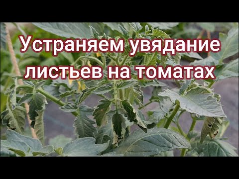 Видео: Увядание томатов: причины увядания листьев томатов