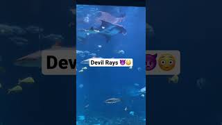 Didn’t know devil rays are a actual animal😮😵#stingray #shorts #aquarium #devil Profile