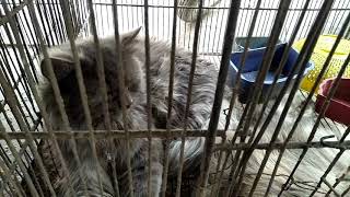 Domestic Long Hair Black Cat Breed Taking Rest