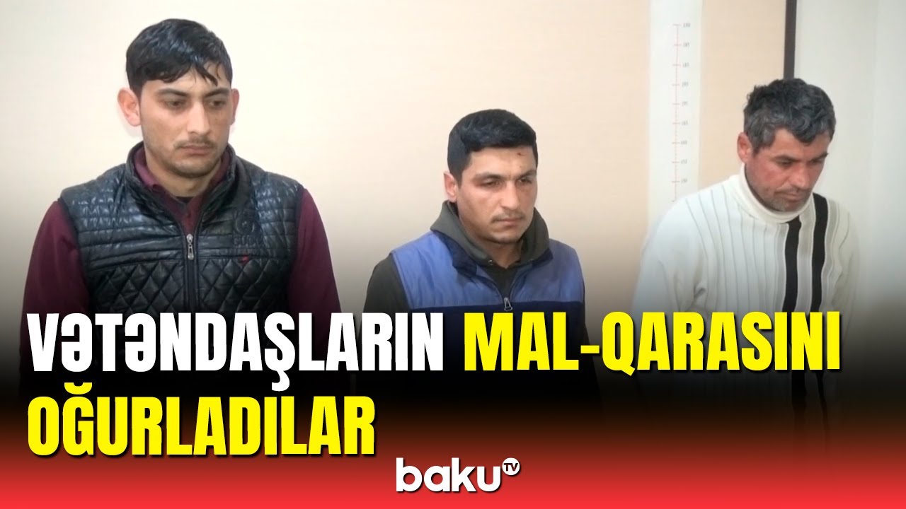 Bərdədə mal-qara oğurluğu ilə məşğul olanlar saxlanıldı