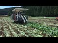 キャベツ収穫機