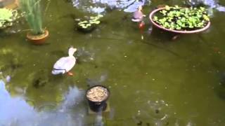 Trapdoor snails get in the pond