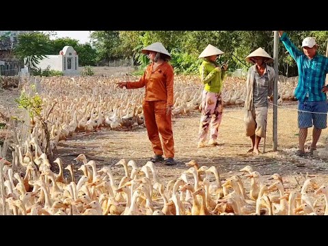 Video QUAY CẬN CẢNH PHỤ NỬ ĐẾM VỊT XUỐNG GÃ CHẠY ĐỒNG 4,500... - youtube