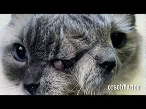 Video: Un Gattino Con Due Teste è Nato In Cina - Visualizzazione Alternativa