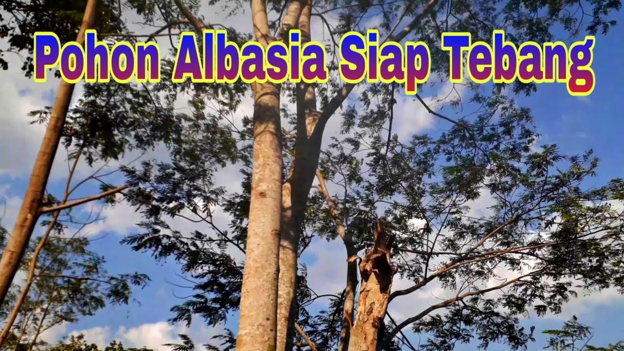 Pohon Albasia