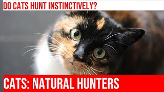 Unleash the Wild Hunter in Your Cat: Exploring Feline Hunting Instincts by Kitty Cat's Corner 153 views 1 month ago 4 minutes, 4 seconds