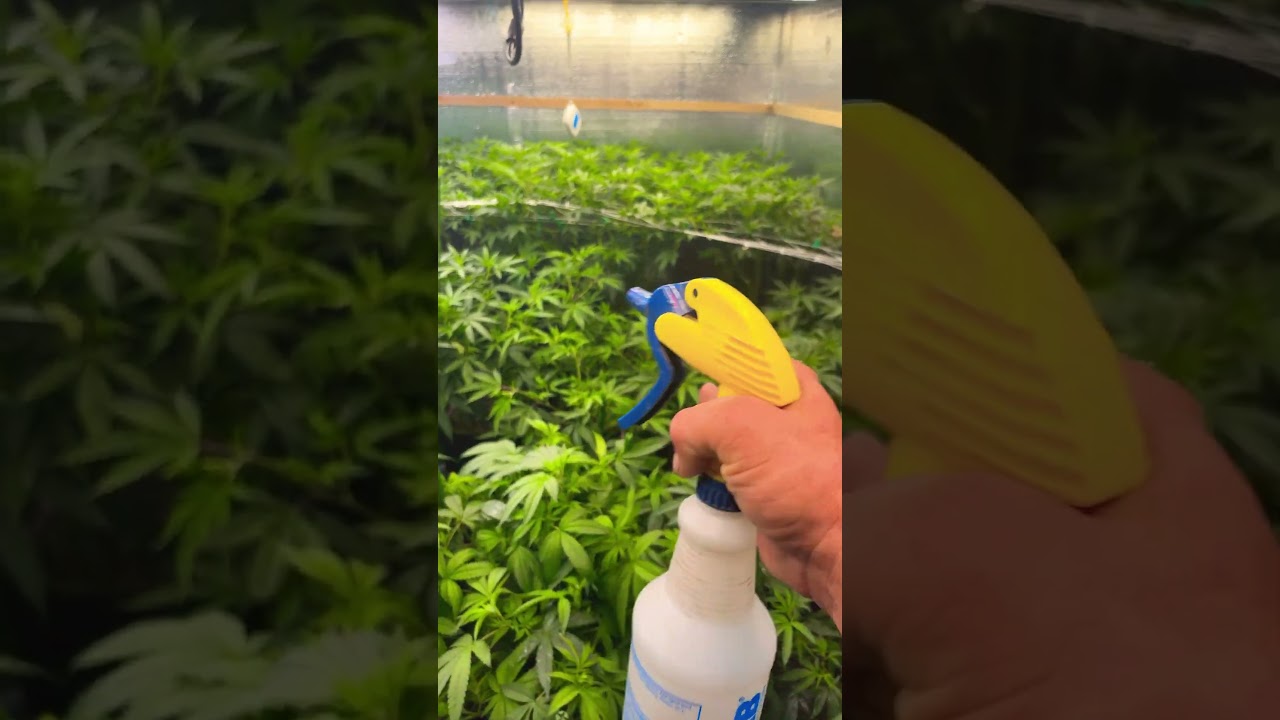 Foliar application of the transition formula from simply professional 