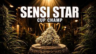 Sensi Star: The Strain That Never Lost A Competition