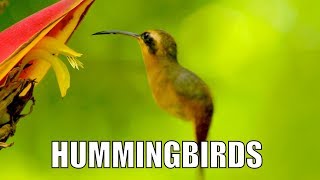 Amazing Hummingbirds of Ecuador. - Biodiversity Shorts #20