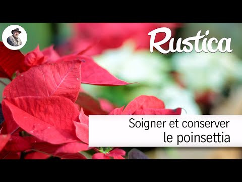 Vidéo: Poinsettia (soin et reproduction)