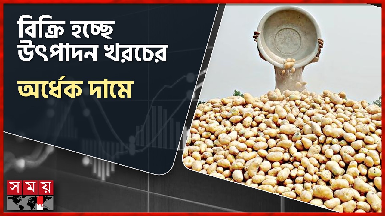 ভরা মৌসুমে আলুর দরপতন, লোকসানের মুখে রংপুর অঞ্চলের কৃষক | Potato Price | Cultivation | Rangpur