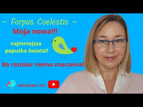 Forpus Coelestis, Pacyfic Parrotlet, a po naszemu - wróbliczka zielonolica. Bąbelek z charakterem!