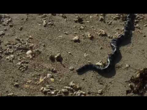 鼓衆若太陽   遭遇