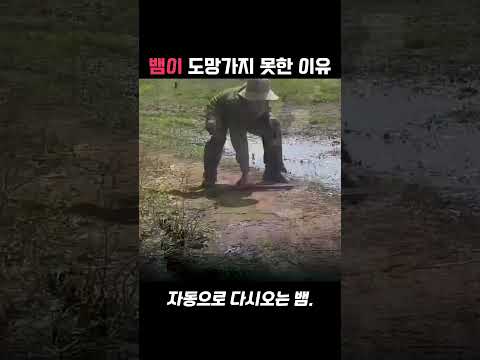 뱀이 도망가지 못한 이유                   #shorts #뱀 #축구 #농부 #손흥민 #웃긴영상 #동물영상 #신기한영상 thumbnail