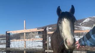 Day 11 #2299 Wild Mustangs First Touch - Challis Idaho Herd