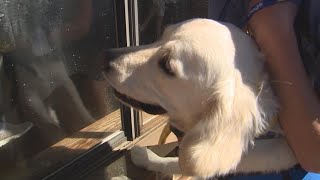Window visits keep South Carolina comfort dog busy