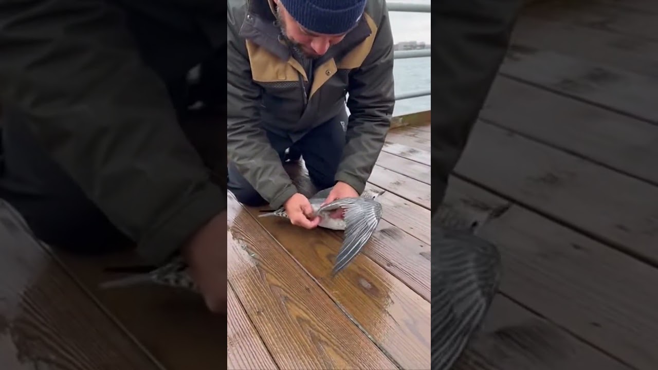 A man saves a bird caught in a net