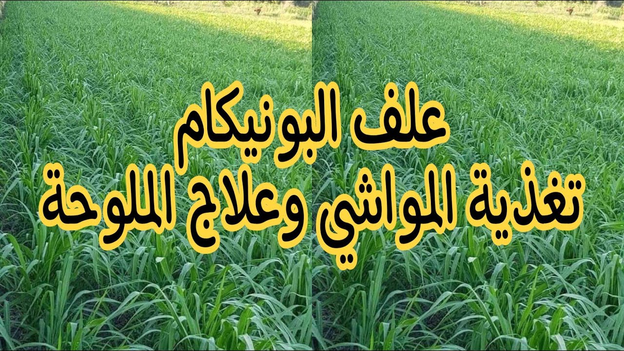 زراعة البونيكام لتغذية المواشي وعلاج الملوحة