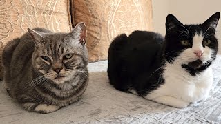 Double Cat Loaf