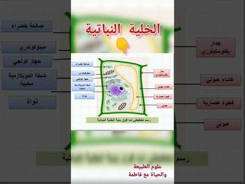 فيديو: ما لون النواة في الخلية النباتية؟