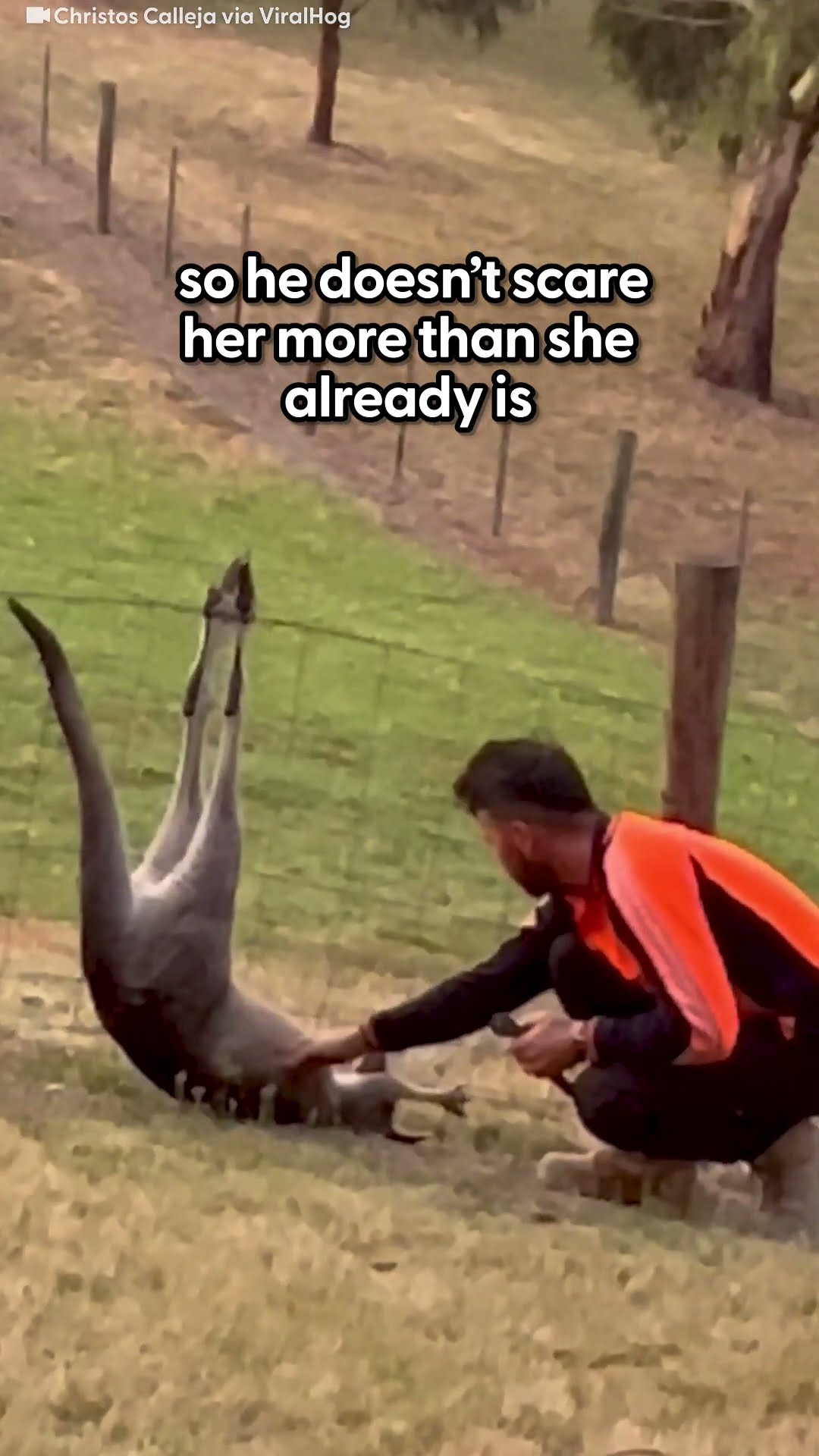 Man Frees Kangaroo From Fence | The Dodo