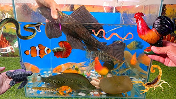 Video tổng hợp cá cảnh đẹp, động vật dễ thương, cá lau kiếng siêu to, rắn, rùa, cá trê bông, con sam
