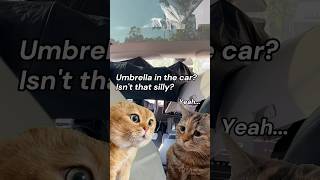 Umbrella in the car? Isn't that silly? #nestour #teslacommunity #carsunshades #sunshade #catmeme