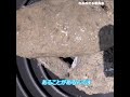 砂金はこんなとこにもあるんです　shorts編