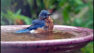 🐦 नहाता पंछी | Summer🌞 is Here | Birds Taking Bath Under A Tap With Lots of Fun | Totally Random🕊️