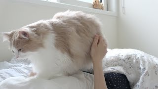 Cat's deadly morning call that makes you wake up. (ENG SUB)