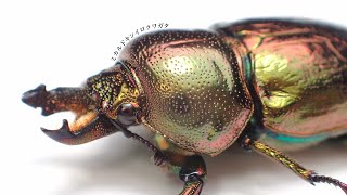 【1ヶ月半経過】ミカルドキンイロクワガタの産卵セット割り出し結果【クワガタ飼育】