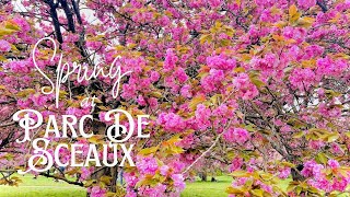 Cherry Blossoms at Parc De SCEAUX, France | Less than 1 Hour Drive from PARIS | French Spring Vibes