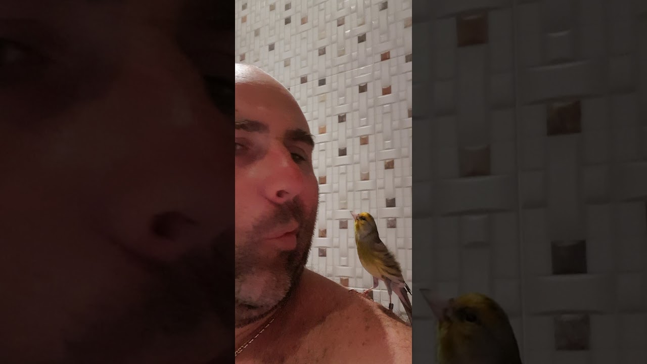 Goldfinch mule singing