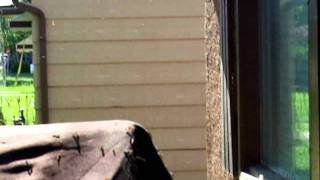 Canker Worm Invasion 2011