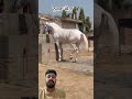 ਨੁਕਰਾ ਘੋੜਾ ਲਿਸ਼ਕਾ ਮਾਰਦਾ ਦੇਖੋ 👌 #horse #show #shorts #views