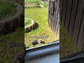 ДОГОВОРИЛСЯ С КОМАРАМИ.. Автор видео: @alinkaddddd #комментарии #юмор #прикол #мемас #мем #мемы
