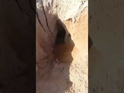 حفرة الافعى القرناء