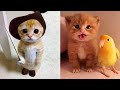 Baby Cats - Cute and Funny Cat Videos Compilation #20 | Aww Animals