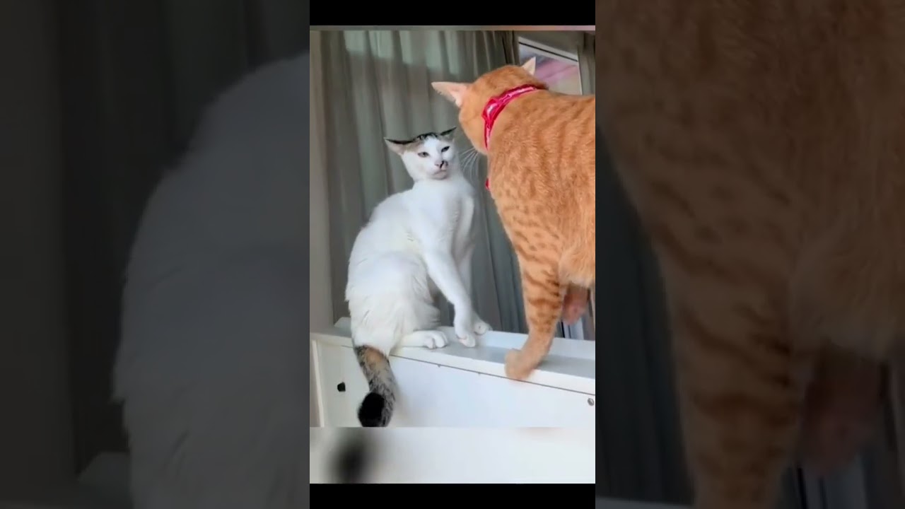 Funny Cat Doing Silly Things 😂🐾