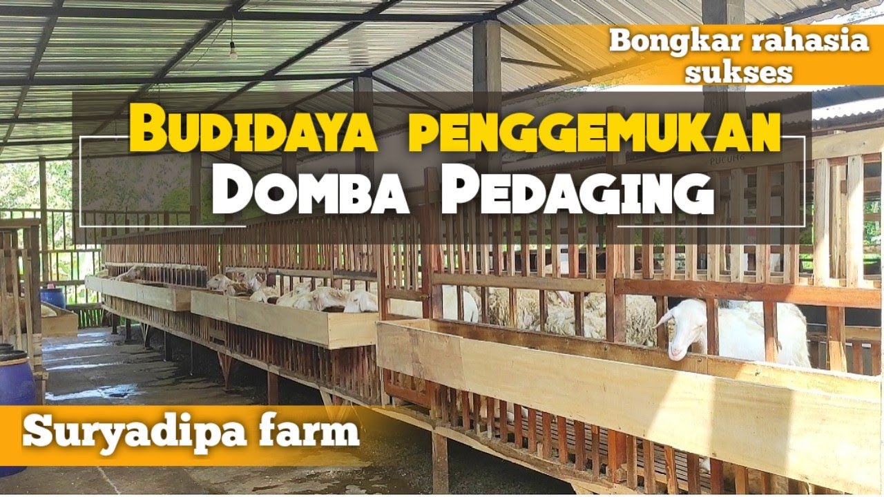 Bongkar rahasia sukses Budidaya penggemukan domba pedaging Suryadipa