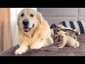 Puppies need the love of a Golden Retriever