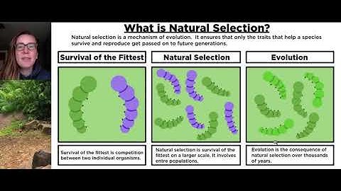 Natural Selection Simulation Game Intro