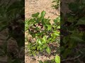 Do you know about the Mon Berry or Blue Berry fruit? 🍓🌼🌻🌺 #croptop #blueberry #farm #gardening