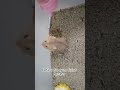 물린 몇 초 바이럴단편 고양이 귀엽다 웃긴 반려동물 새끼고양이 햄스터 귀여운고양이 유튜브단편 물린 몇 초 바이럴단편 고양이 귀엽다 웃긴 반려동물 새끼고양이 햄스터 귀여운고양이 유튜브단편