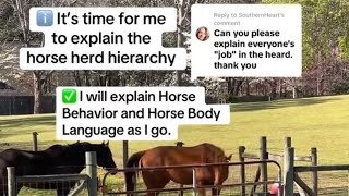 ℹ️ It’s time for me to explain horse herd hierarchy and horse herd dynamics. #horse 