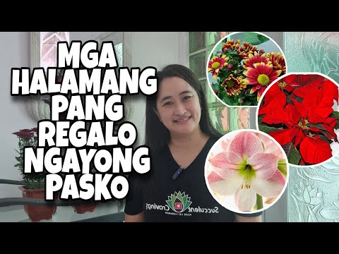 Video: Mga Popular na Halaman at Bulaklak ng Pasko