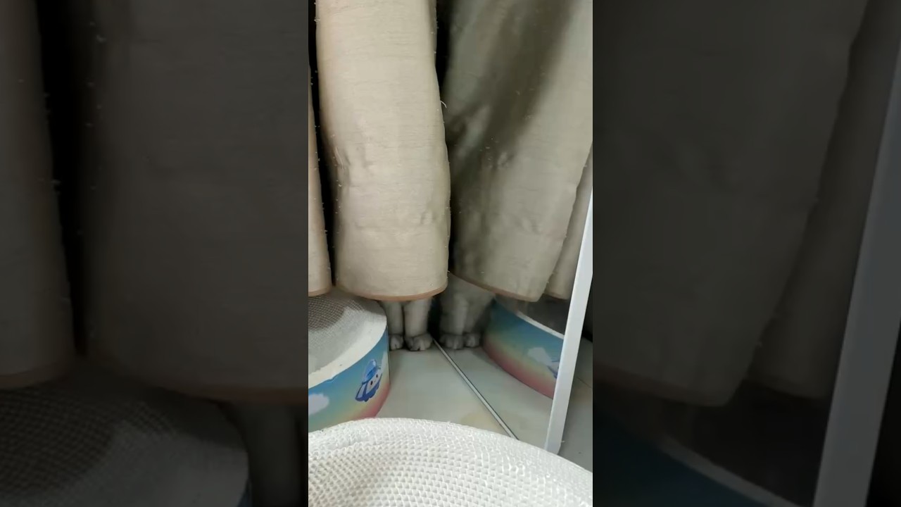 Cat Hides Behind Curtain While Mirror Shows Its Paws