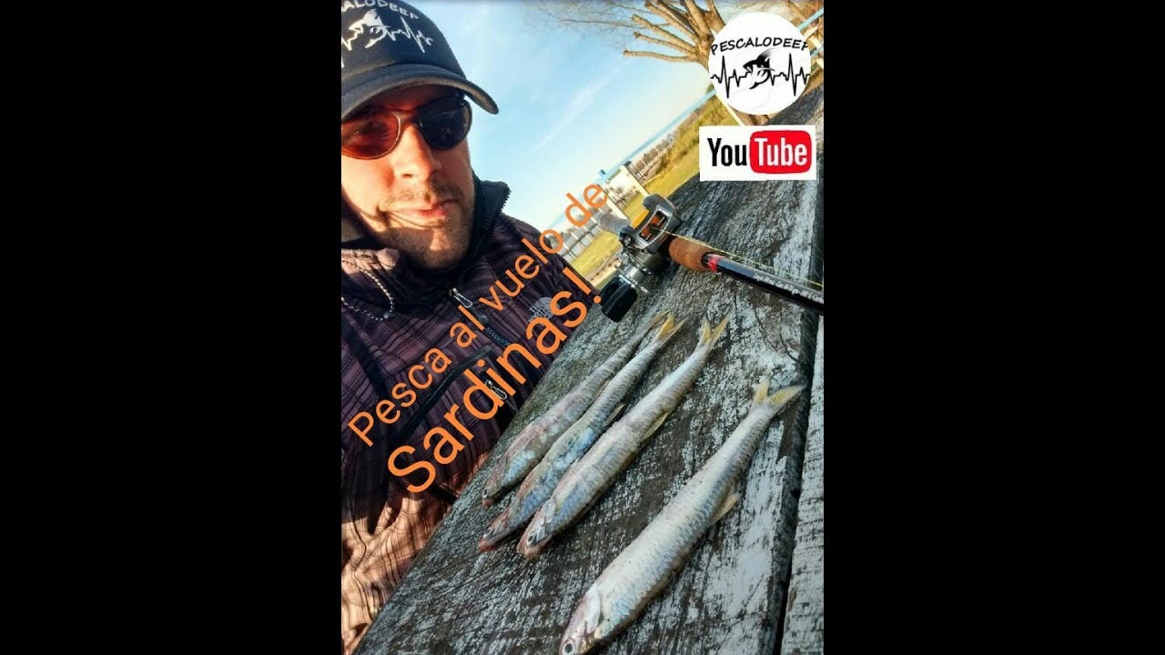 Pesca al vuelo de sardinas y Tutorial del armado de linea!!!