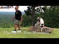 6 Month Old Bull Arab 6 Month Old Bull Arab
