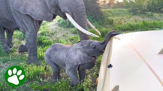 Mama Elephant Tries To Stop Stubborn Baby From Entering Tourist Bus